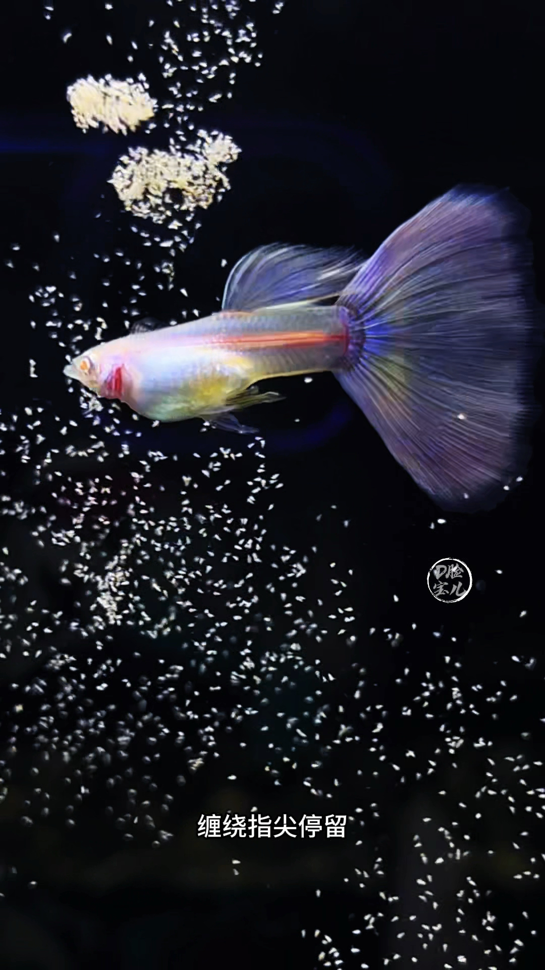 金粉,莫斯科紫白子孔雀鱼,这次给你带来了暴雨中重生的梦幻感