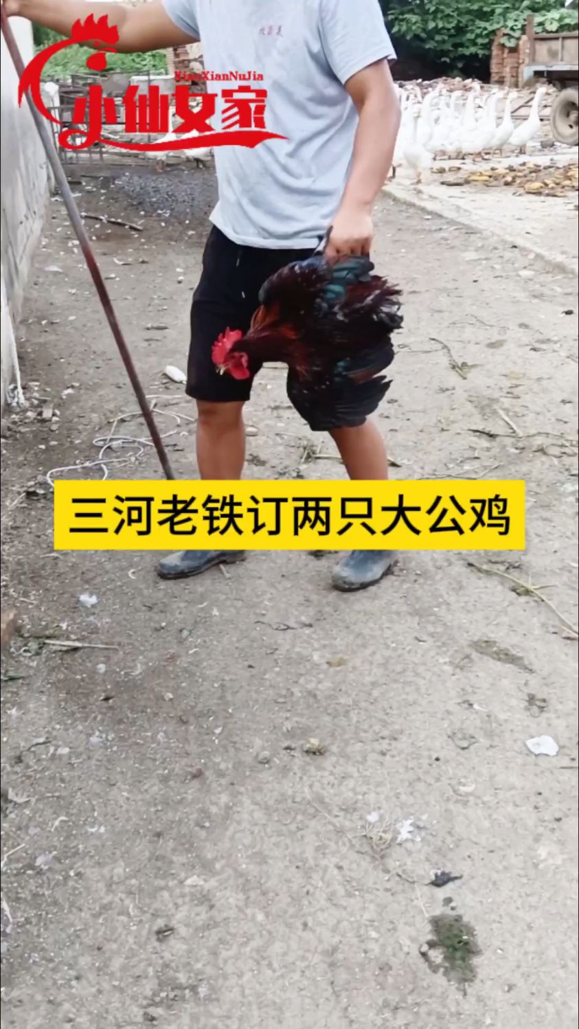自家散养大公鸡,肉质紧实有营养,中秋团圆炖柴鸡#柴鸡#铁锅炖
