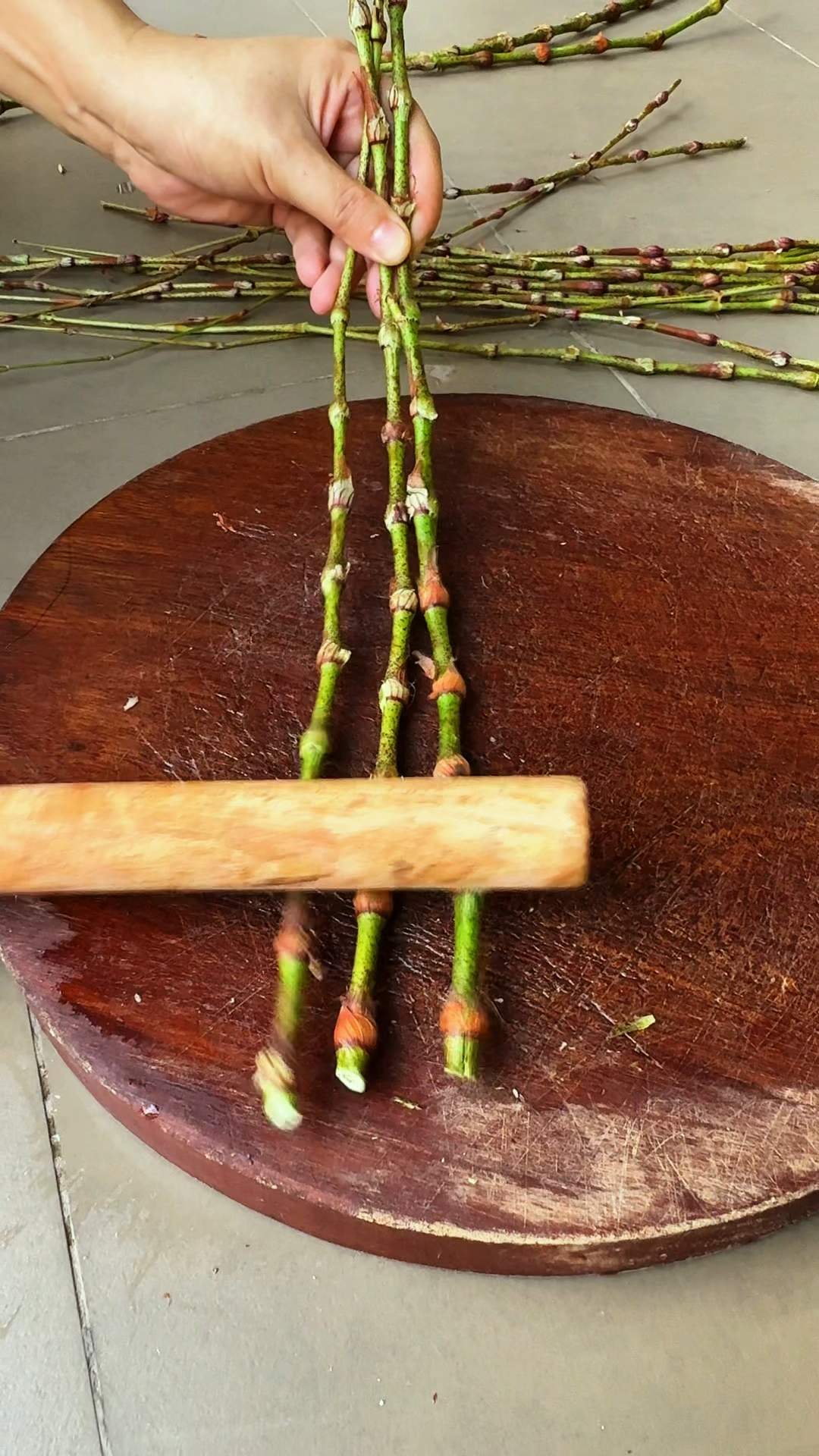 辣蓼草也叫醉鱼草,老一辈的村民采摘它的茎杆晾晒。