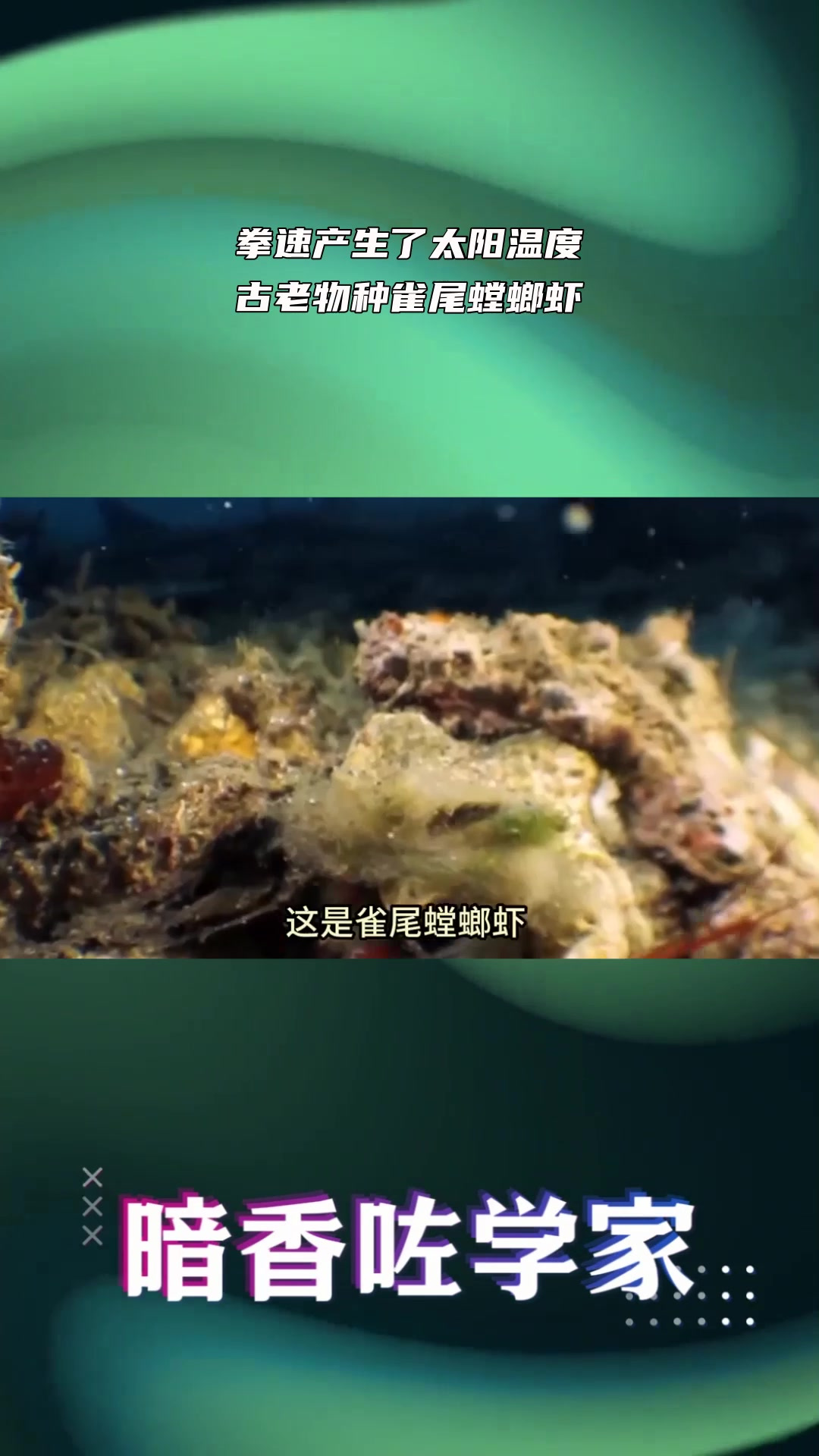 拳速产生了太阳温度,古老物种雀尾螳螂虾 1