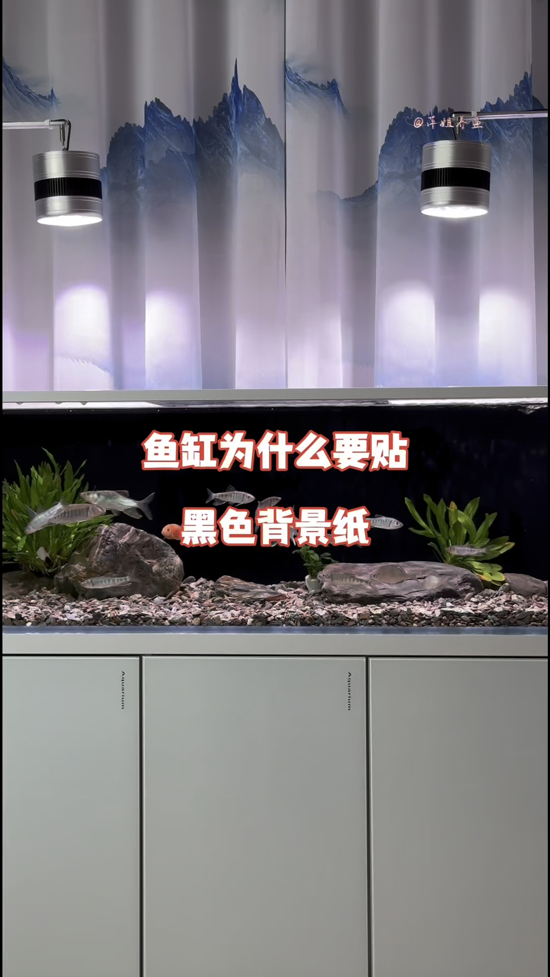 鱼缸为什么要贴黑色背景纸#水族 #养鱼日记