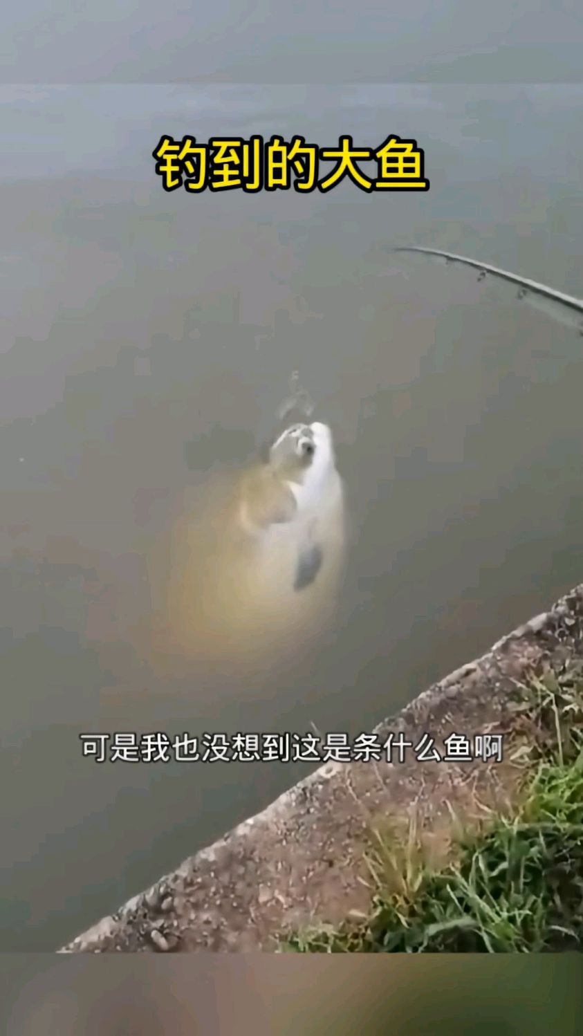钓到的大鱼,该怎么捞上来呢