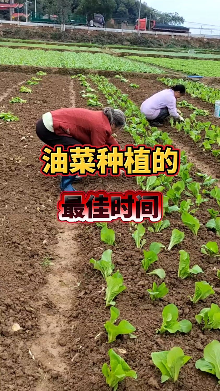 油菜种植的最佳时间