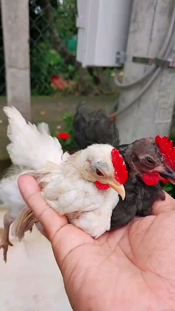 和鹌鹑一样大的迷你小鸡 宠物鸡