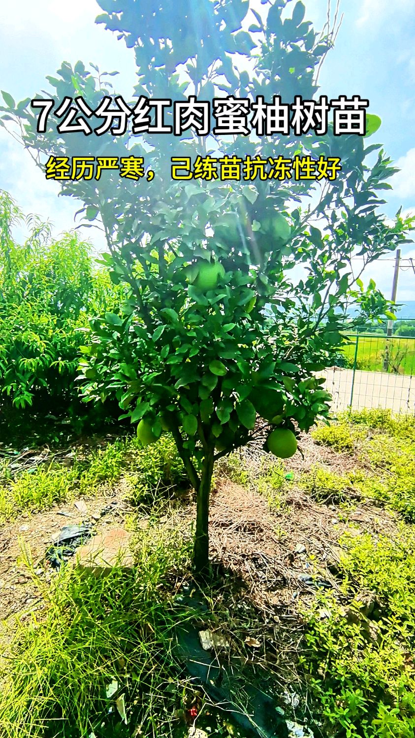 七公分带果红肉蜜柚树苗适合庭院种植