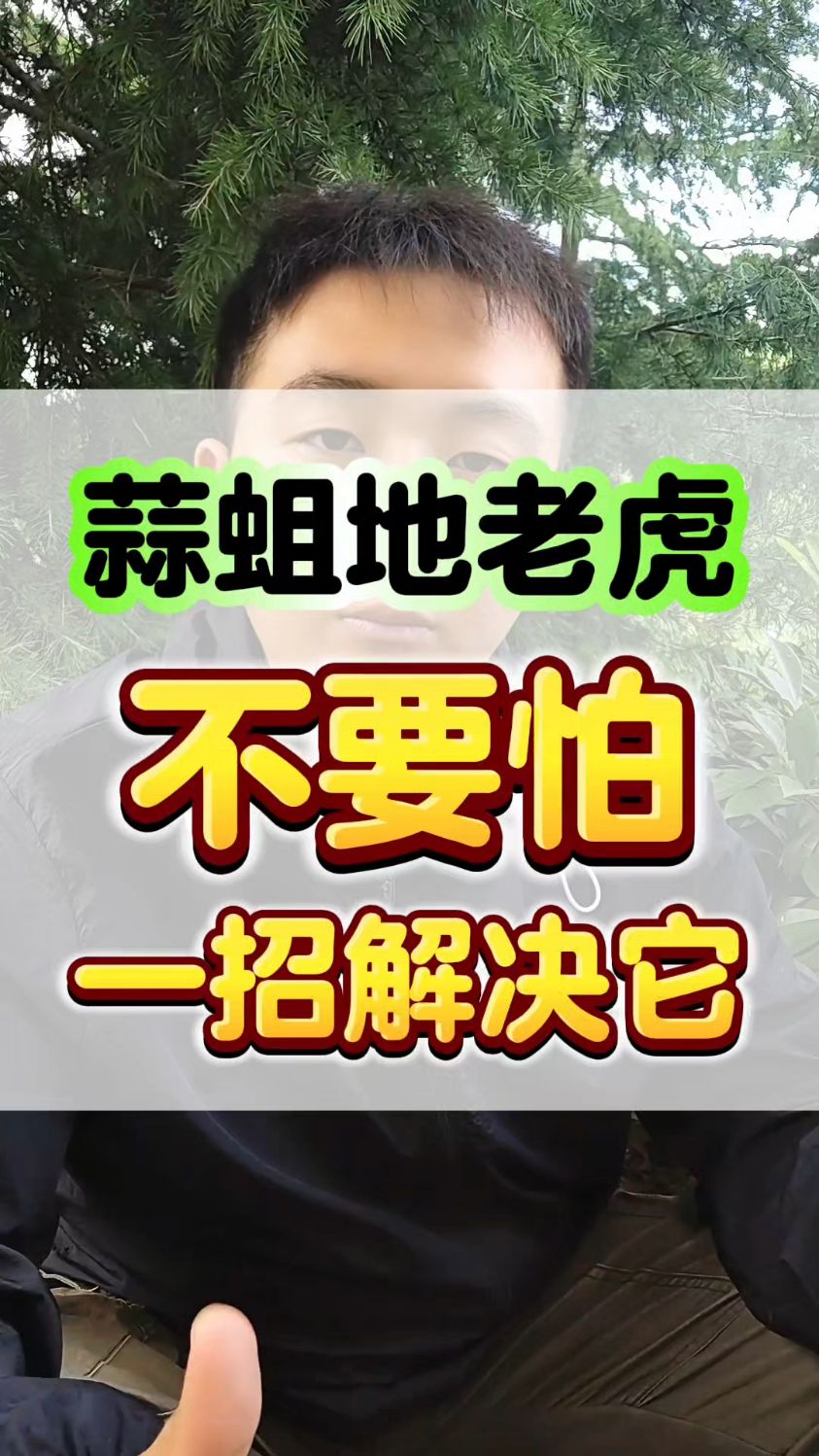 蒜蛆地老虎不要怕一招解决它。