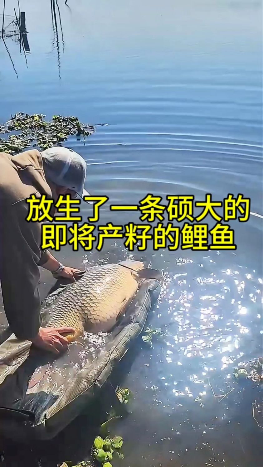 国外小伙儿放生了一条即将产籽的大鲤鱼!