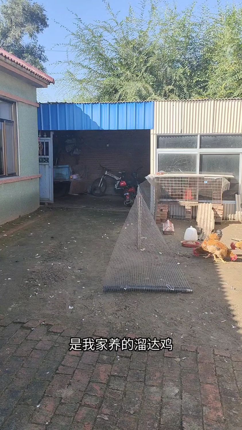 东北农村,我家养的溜达鸡够大了