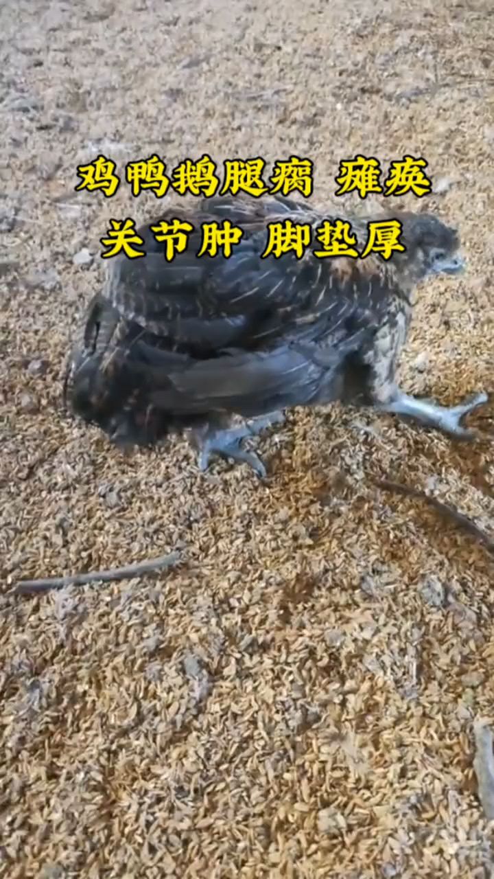鸡鸭鹅腿瘸,瘫痪真难办。