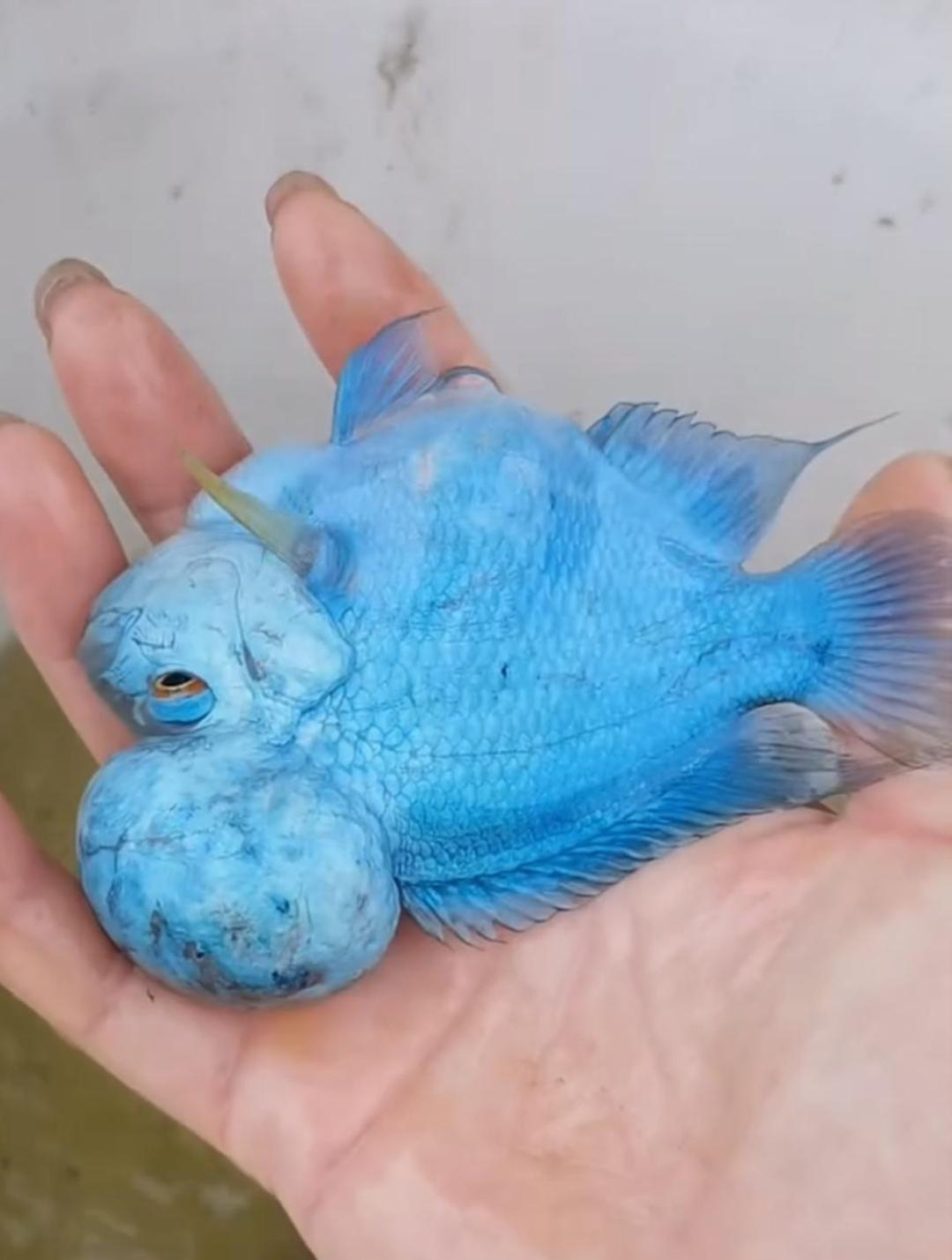 见过这种蓝色的鱼吗?是不是染色的