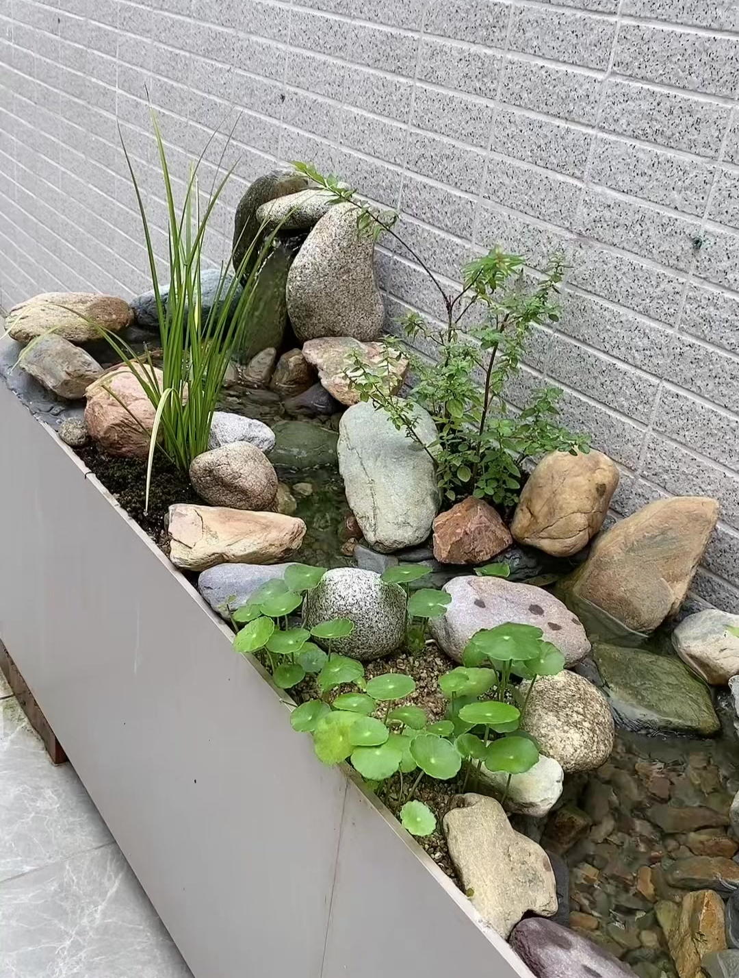 师傅用剩瓷砖和玻璃,制作的生态鱼缸,大家瞧瞧怎么样