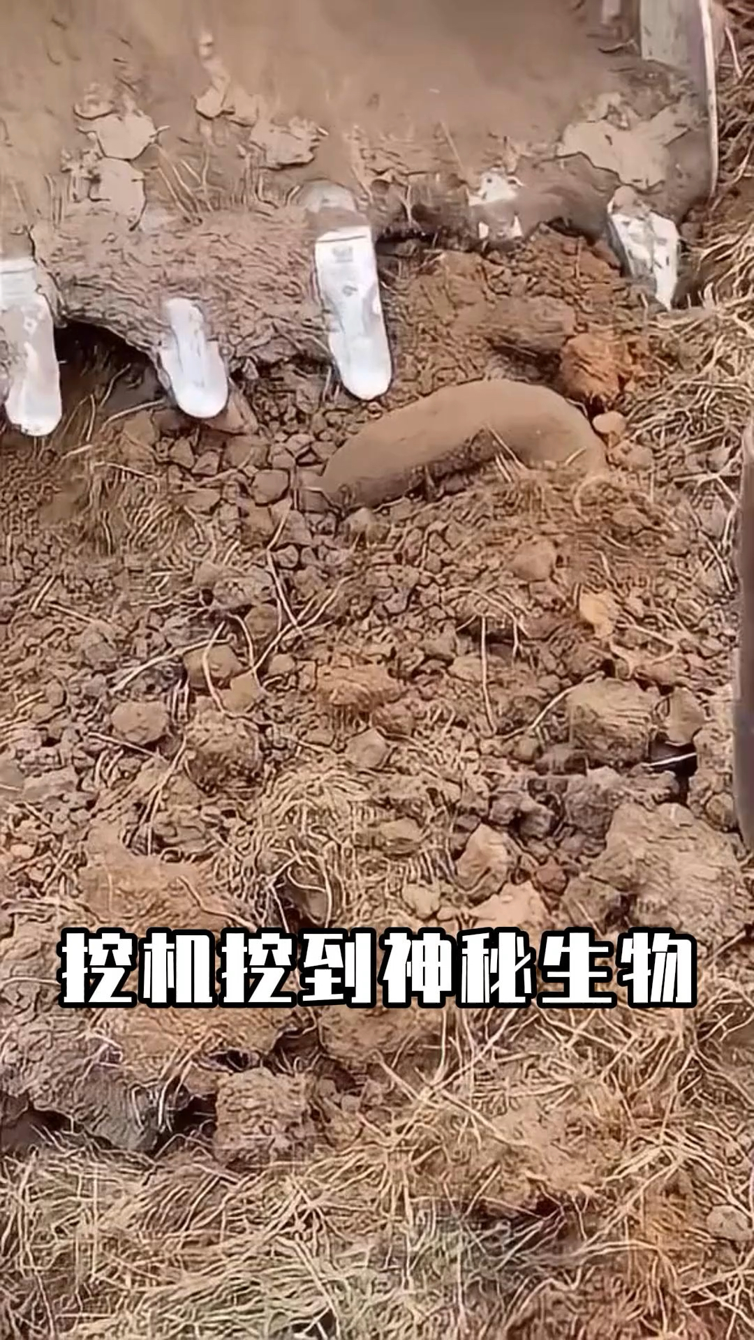 挖机师傅挖到非洲肺鱼,它没水也能活好几年