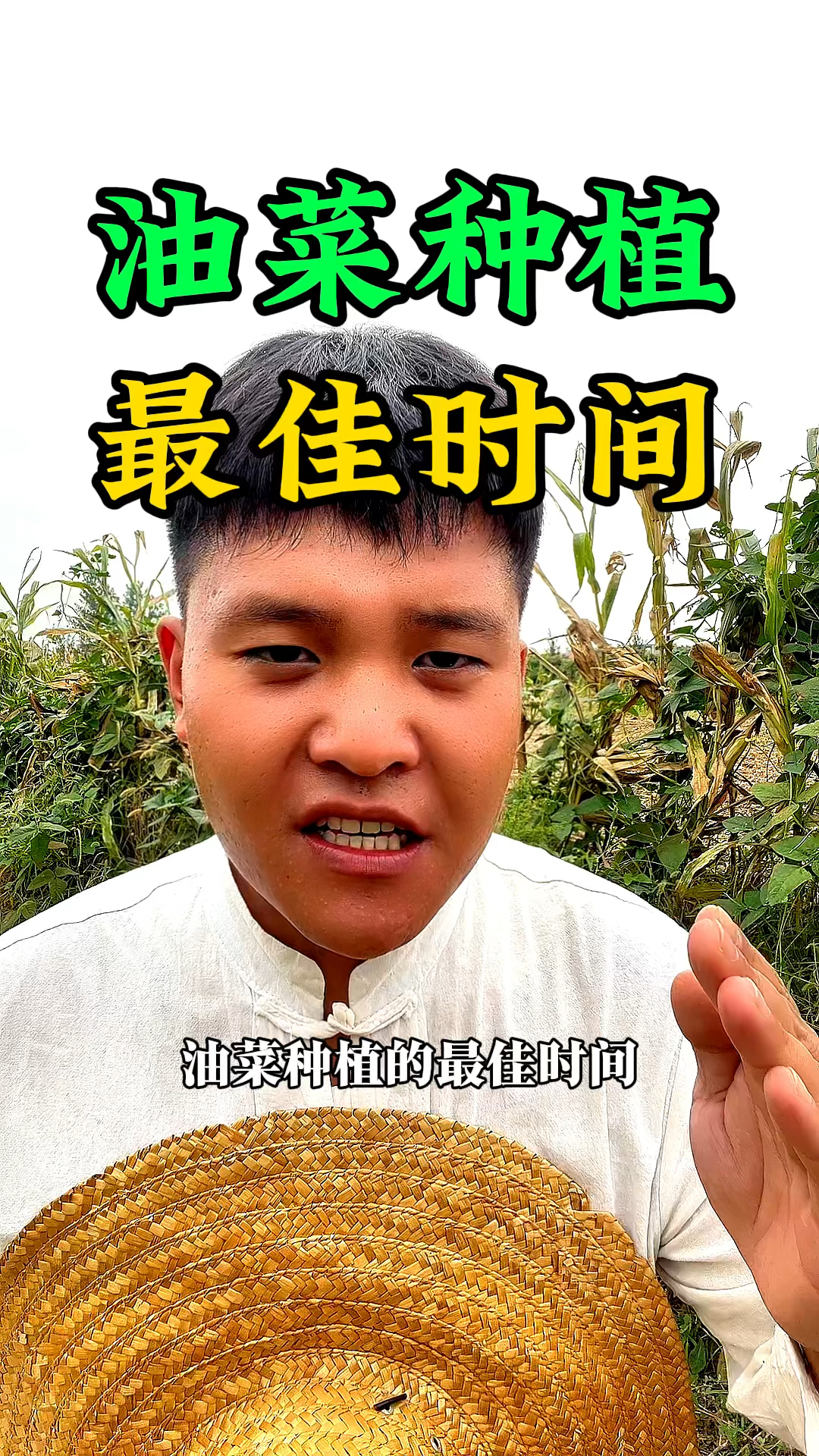 油菜种植的最佳播种时间是什么时候