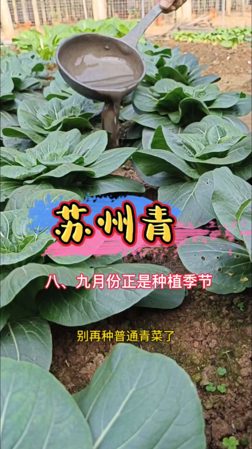 八、九月份正是种植苏州青的季节。#蔬菜种植 #田园生活 #种菜
