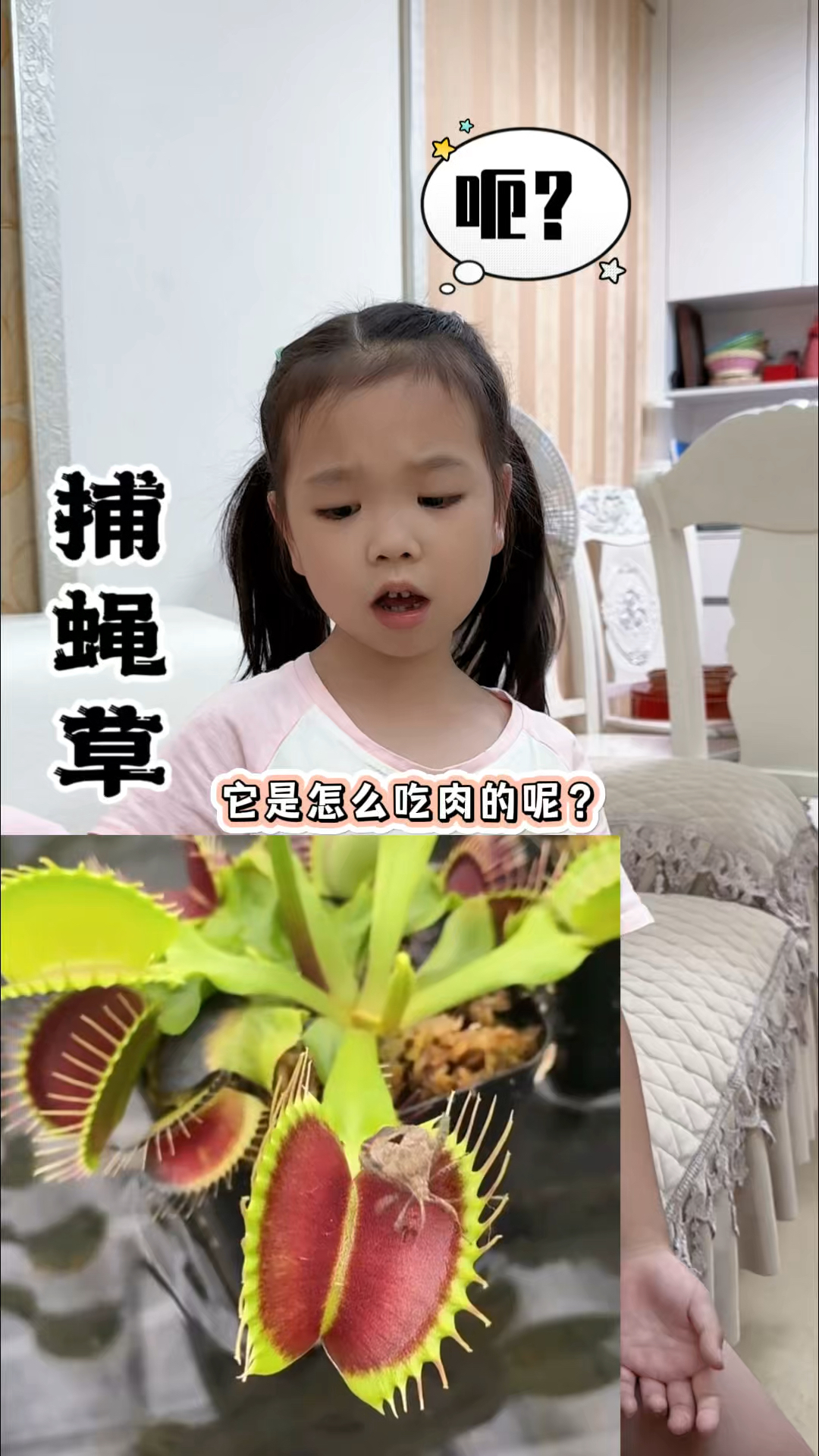 这种植物不仅会捉虫,还喜欢吃肉!你信吗??一起了解一下吧