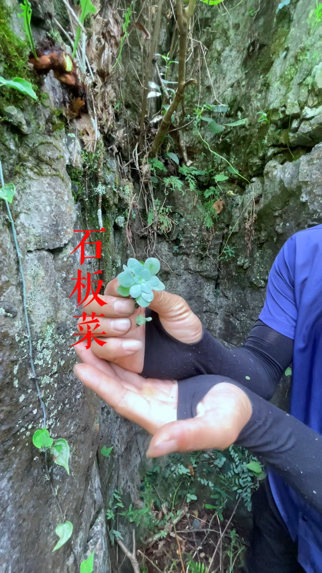 石板菜,喜欢生长在石头的植物,你家乡还能遇见吗