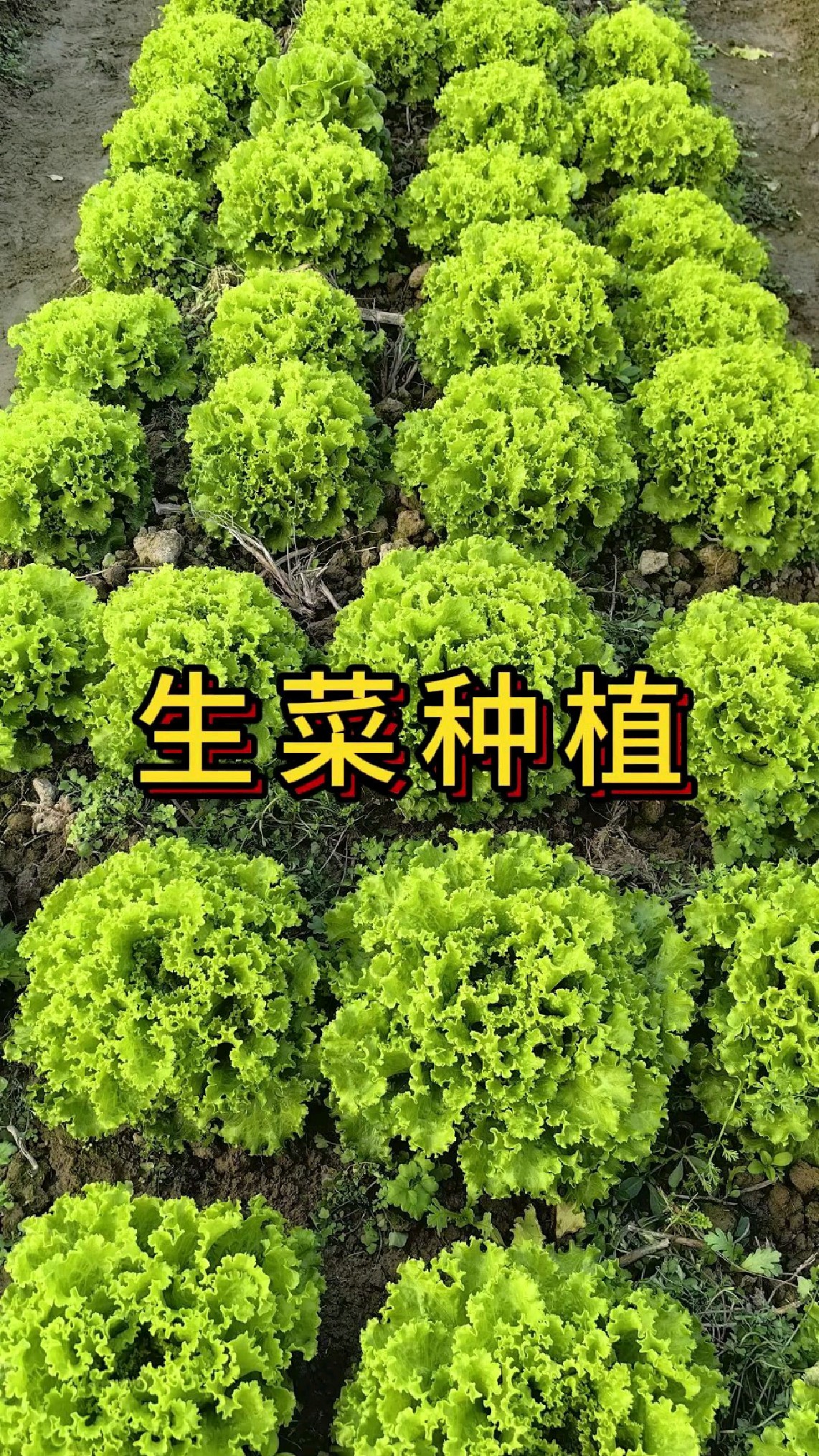 生菜什么时候种植最好