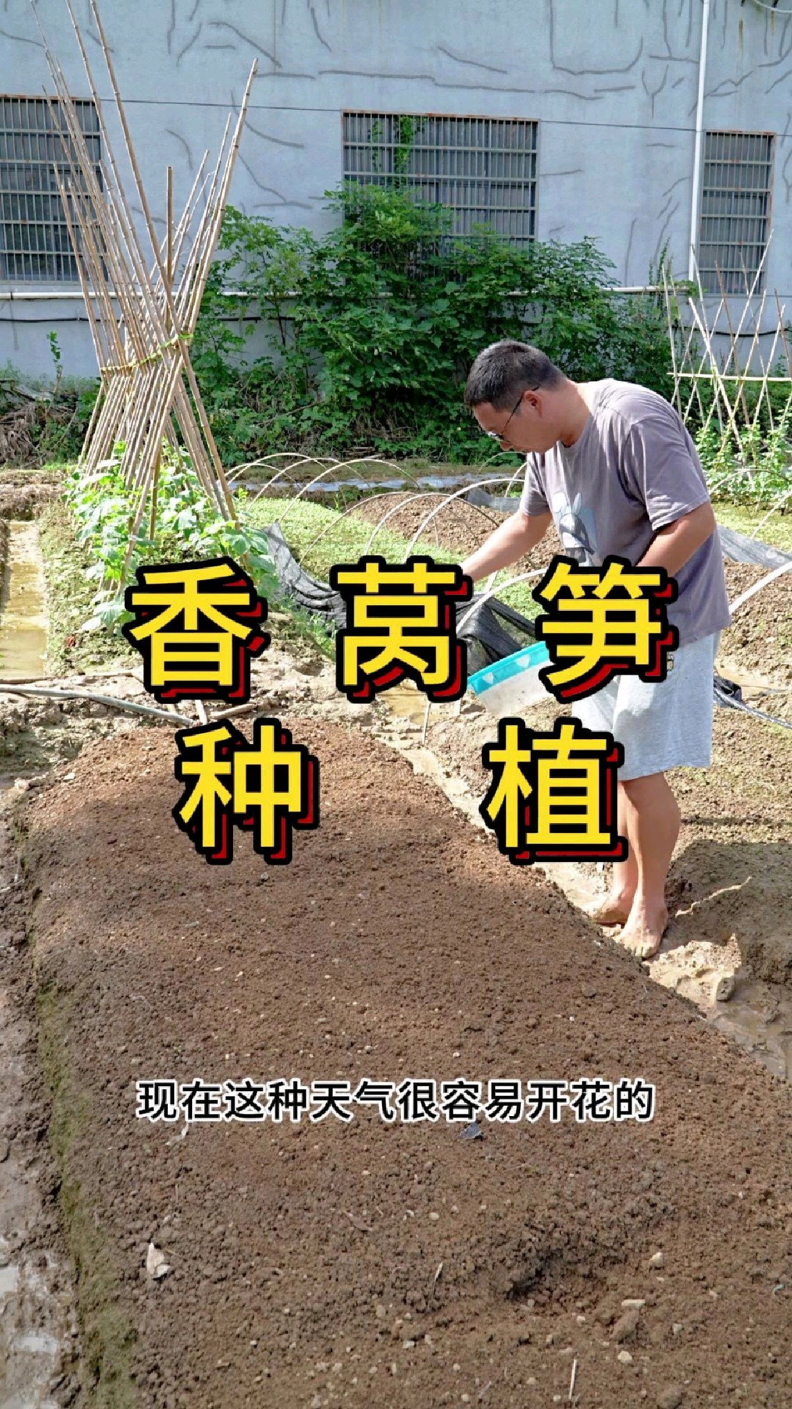 莴笋什么时候种植不容易抽薹,越冬什么时候种