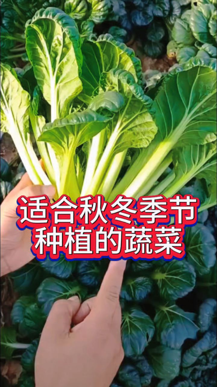 适合秋冬季节种植的蔬菜,还不知道种什么的,可以试试这个