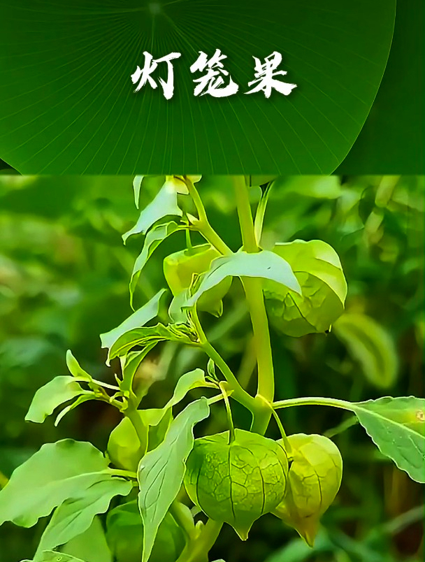 灯笼草也叫灯笼泡,拿它泡茶饮用,可以促进身体消化