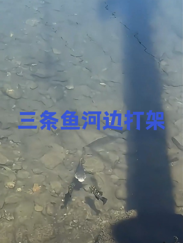 你没见过的鱼打架画面,三条鱼河边打架,原来它们是在保护孩子!