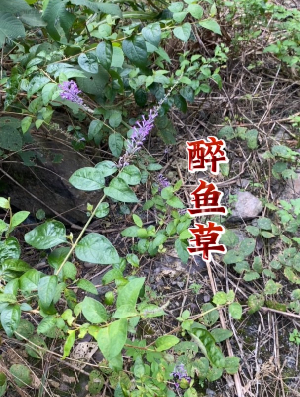 醉鱼草,它有什么用处呢?
