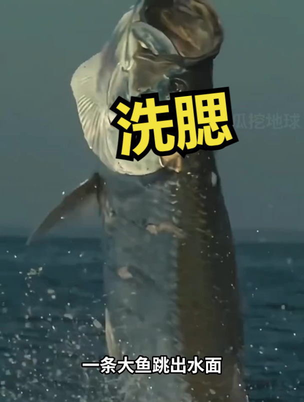 洗腮,鱼的一种本能逃生反应!