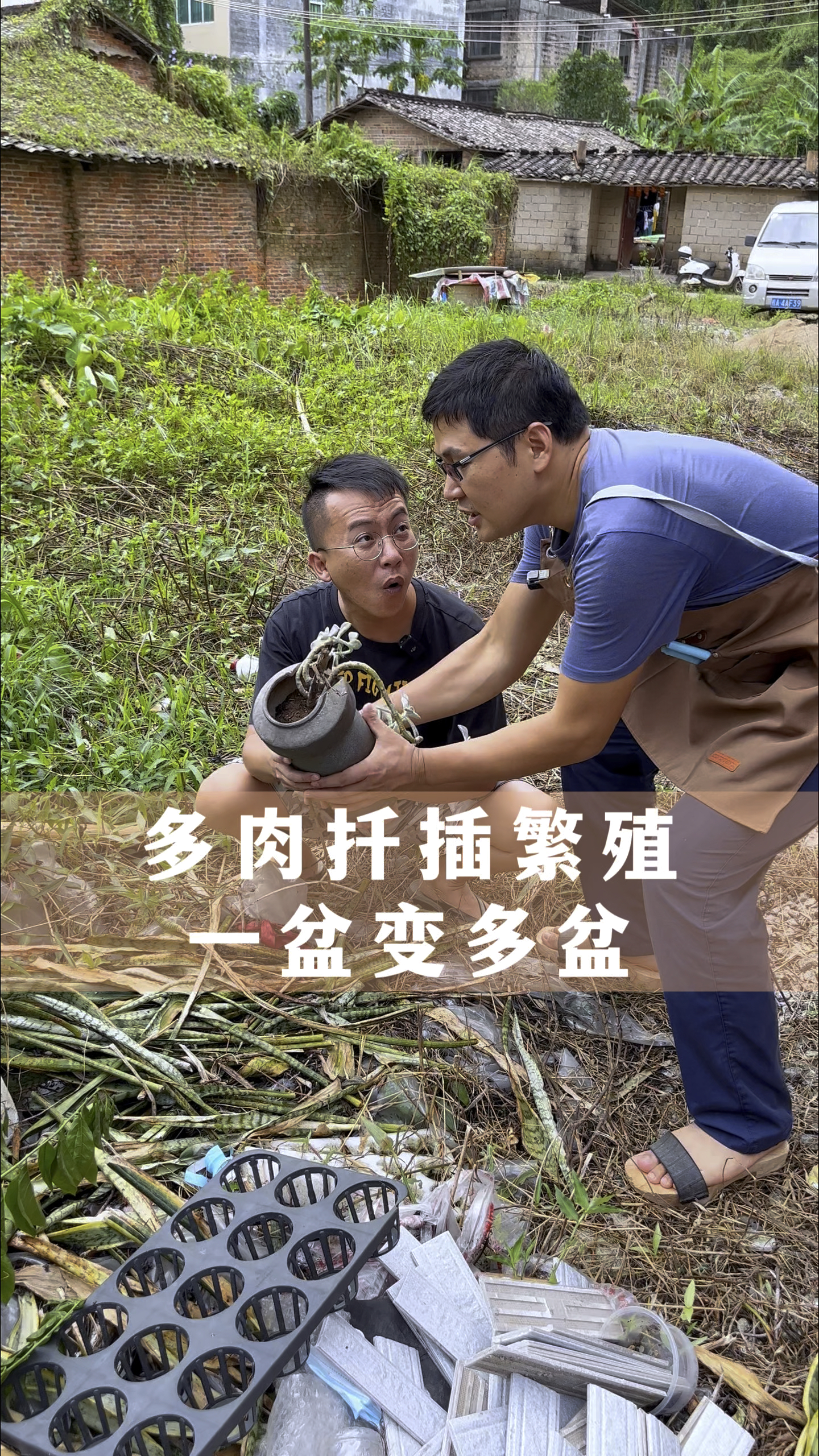 多肉的扦插繁殖方法