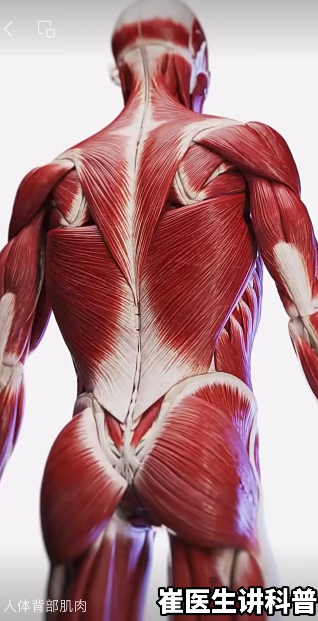 3D医学动画|人体背部肌肉