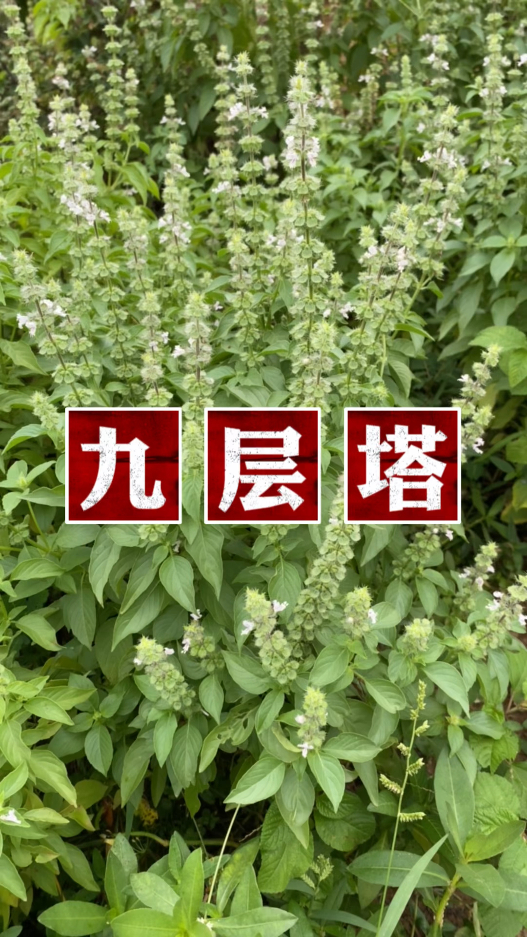 九层塔也叫“金不换”,它有什么用处呢?