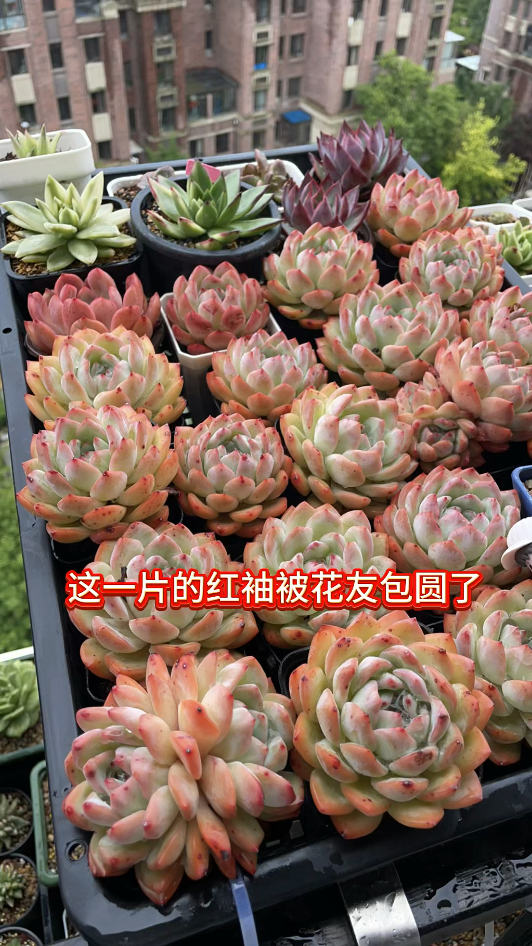 红袖,今年值得养一片的品种,秋天,冬天是它炸裂的季节#多肉植物 #对生活多一份热爱