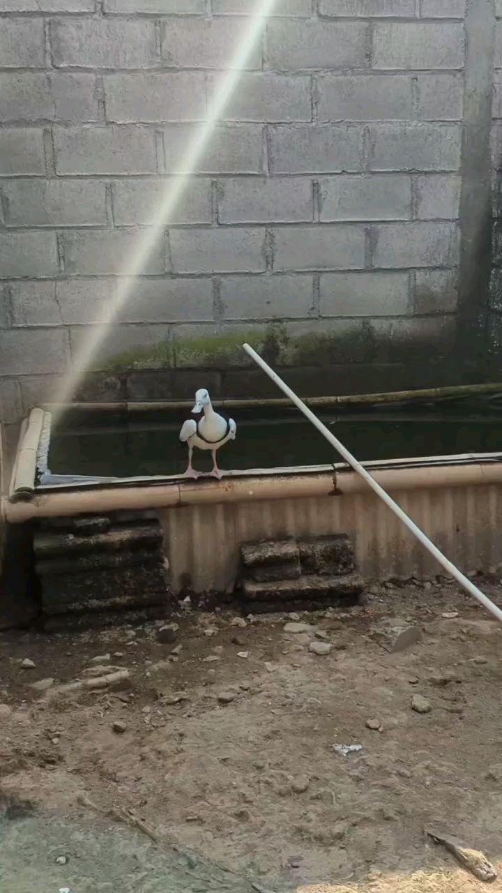 白腹麻鸭平步青云 野鸭子 特种养殖