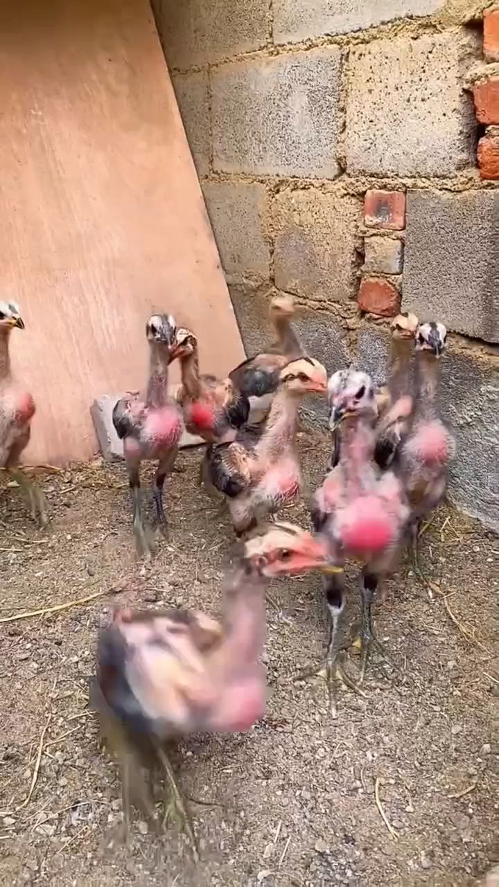小斗鸡生长旺季怎么喂?