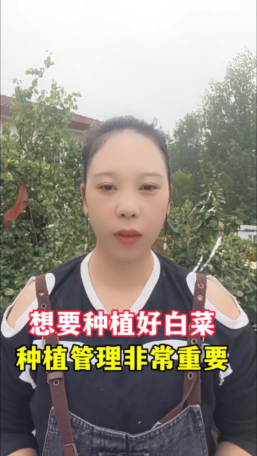 想要种植好白菜种植管理非常重要