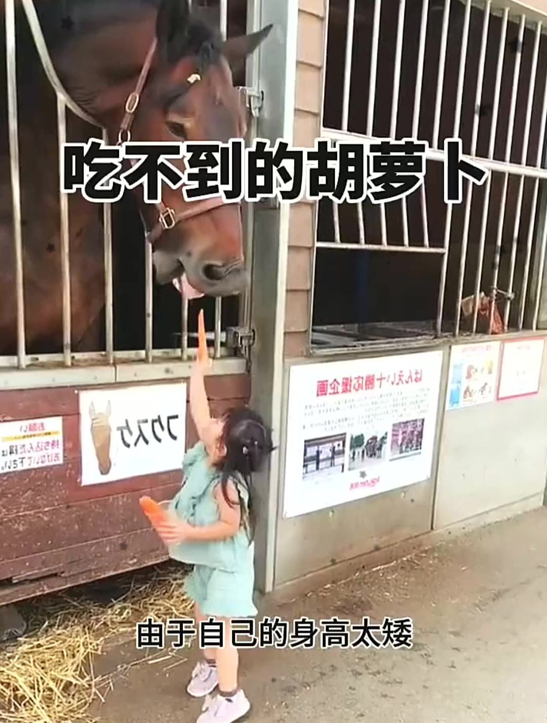 小女孩喂马儿吃胡萝卜