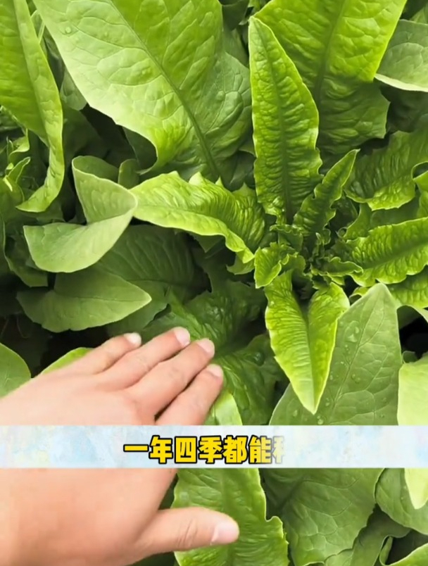 不得病不生虫,油麦菜四季可种,口感脆甜!