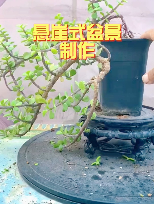 悬崖式金枝玉叶修剪造型分享
