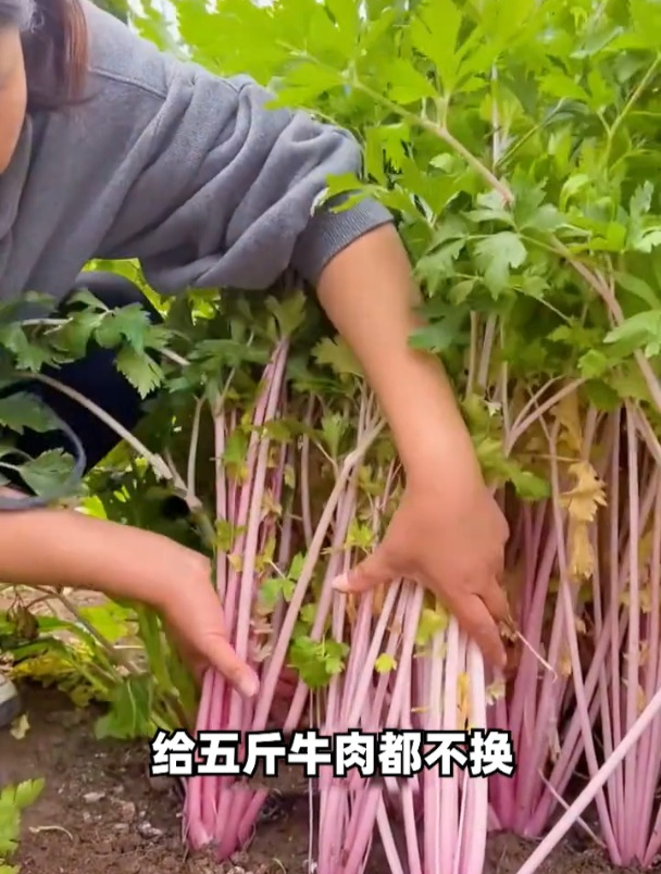 能当水果吃的芹菜,红芹菜营养价值高!