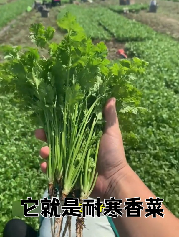 秋香菜种植方法,种出来的香菜发芽快、叶子绿又旺!