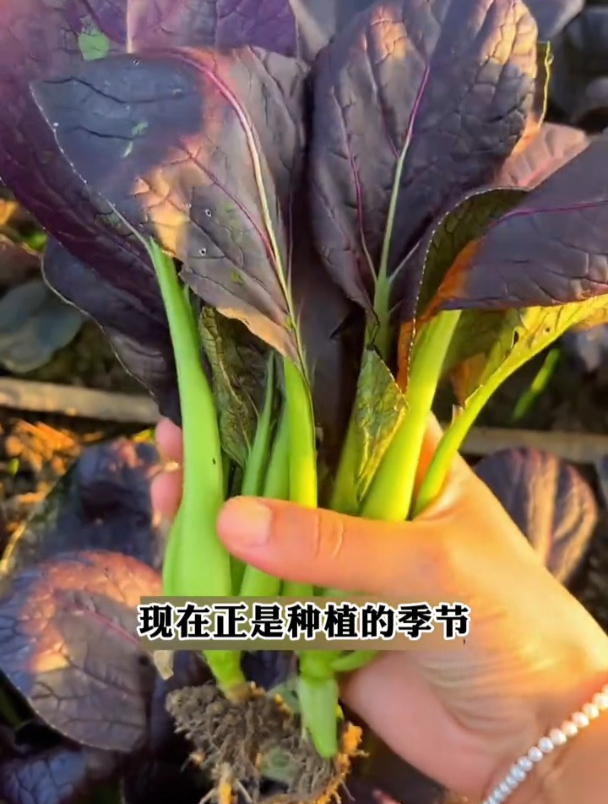 好吃好种,营养价值高,紫油菜现在正是种的时候!