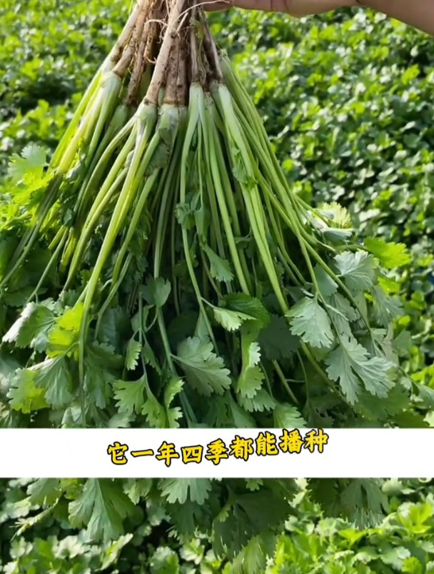 秋香菜怎么种,出芽率低、不出苗怎么解决?