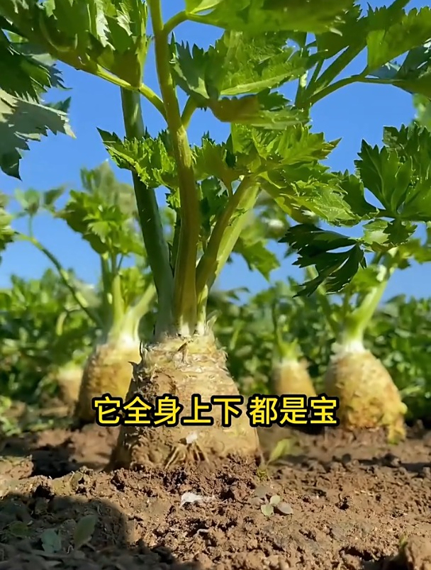 根芹,一种可以生吃的芹菜新品种