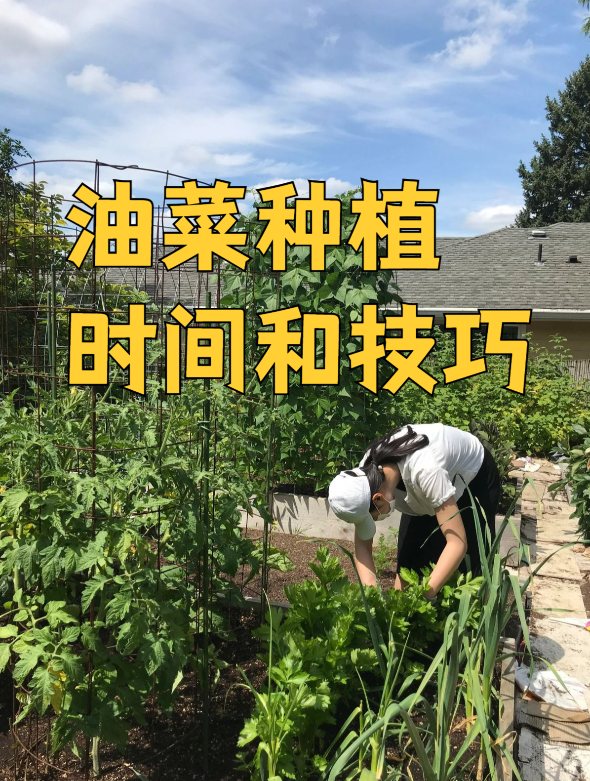 种植油菜,时间和技巧要知道!