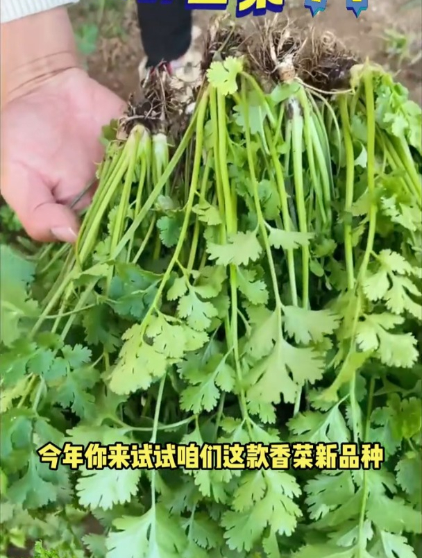 大叶香菜种一次,一年四季采收不断!