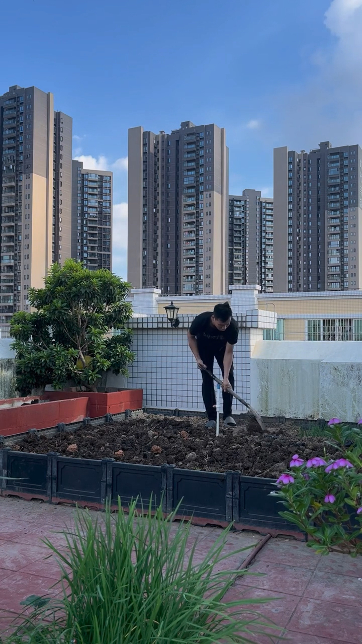 楼顶小菜园,爱好无需过多理由,自己喜欢就好!