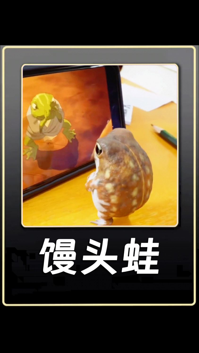 馒头蛙,一只不会游泳的呆呱