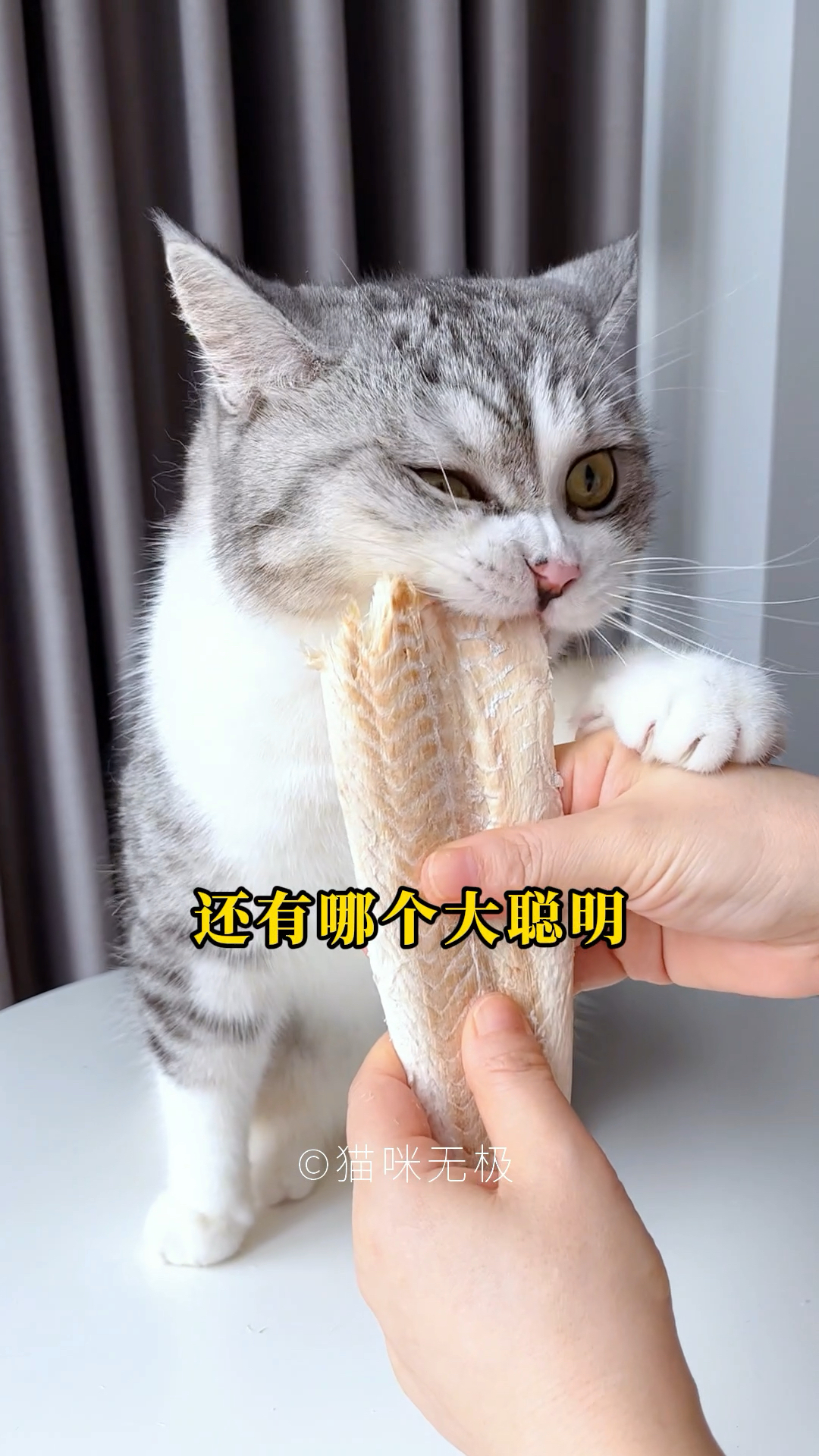 看得见的鳕鱼肉,谁家的小猫咪还没吃过?