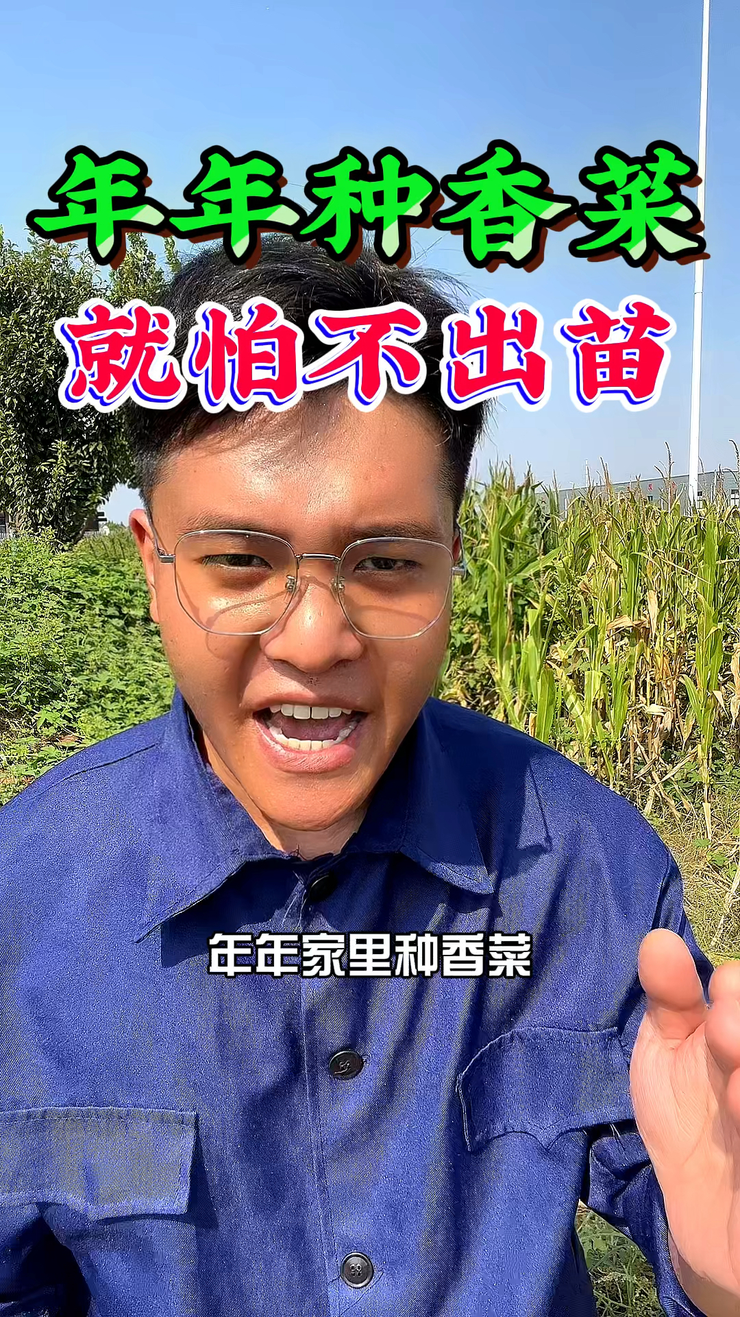 年年家里种香菜,就害怕不出苗,香菜种植三个技巧