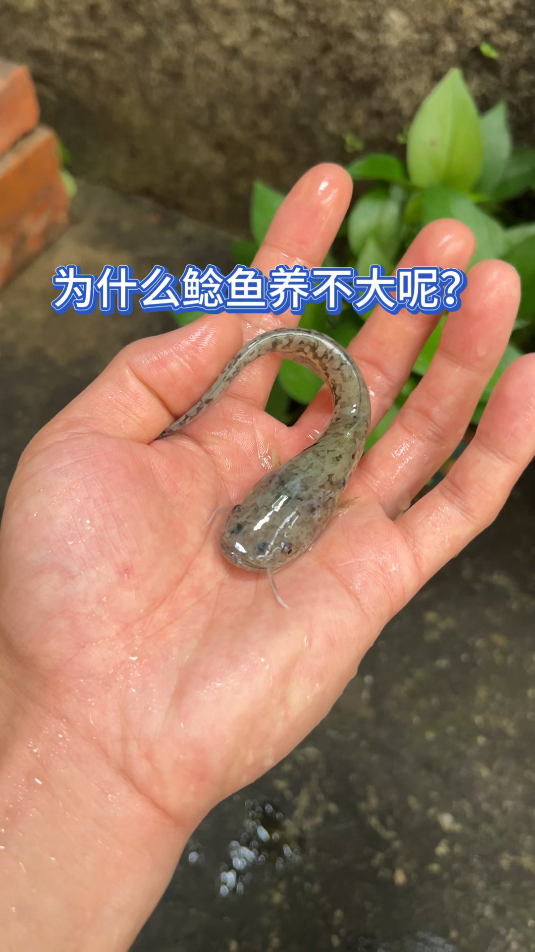 鲶鱼总是养不大?