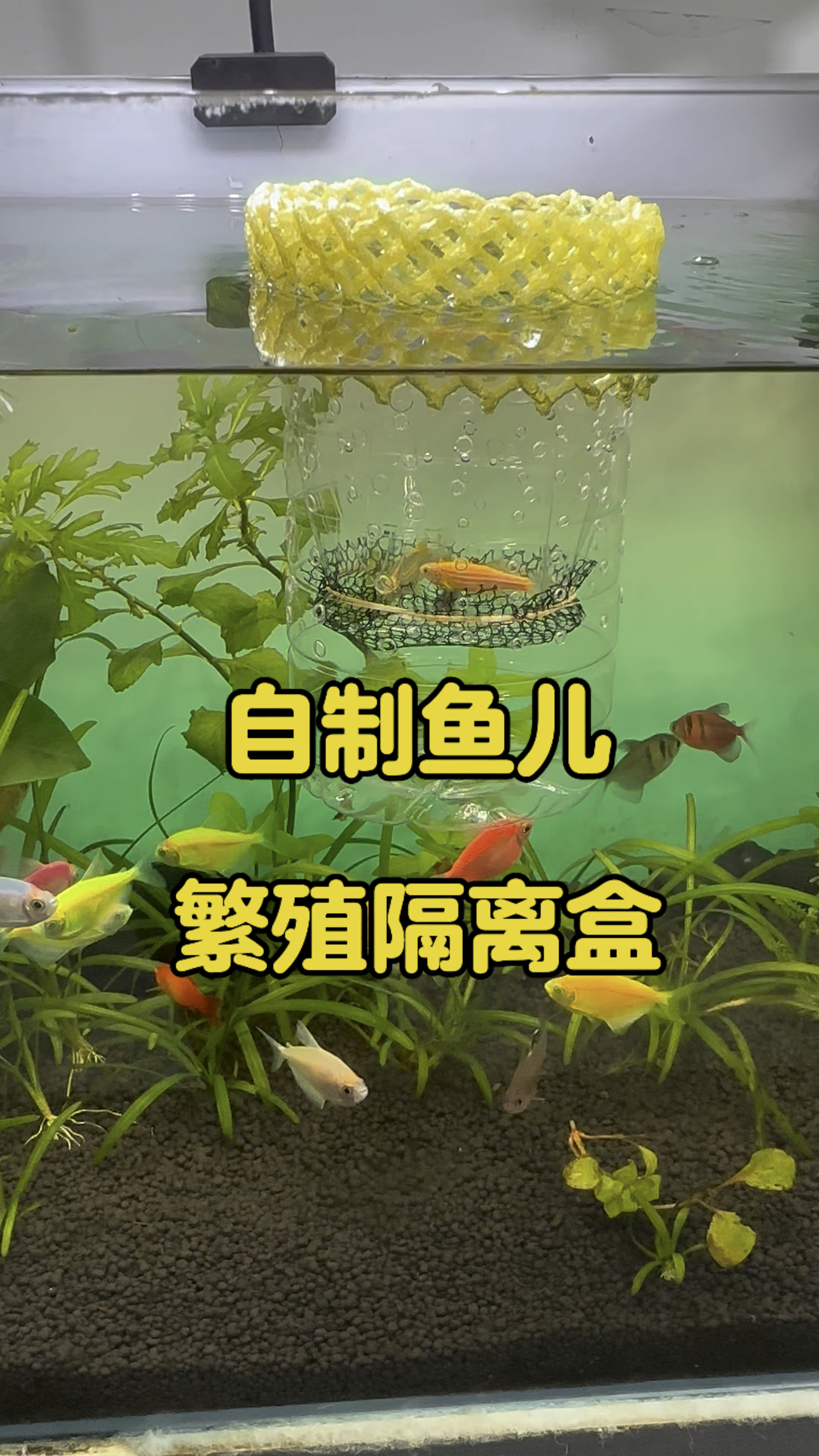 母斑马鱼快要产卵了,给她安排了一个自制的繁殖隔离盒